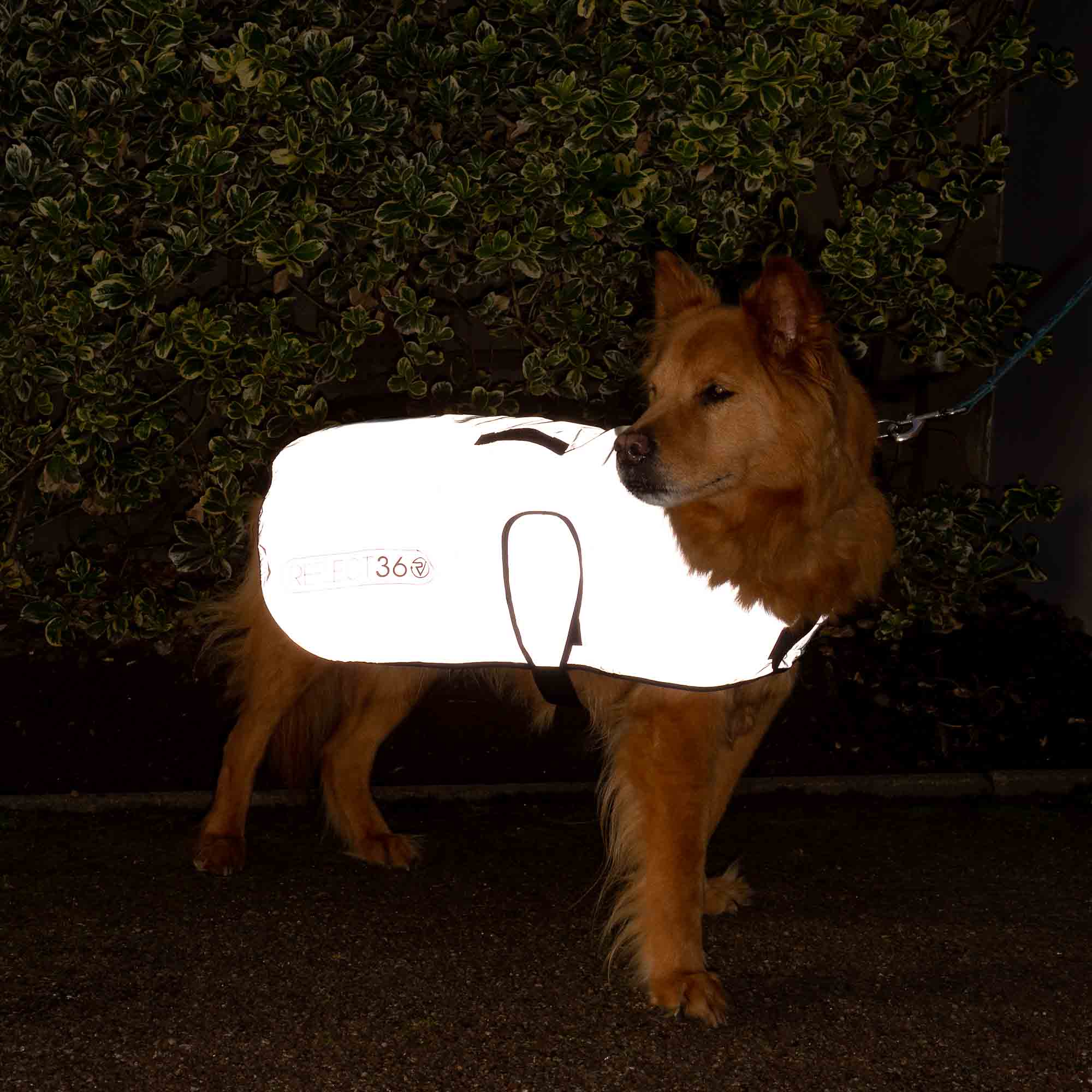 proviz-reflective-waterproof-fleece-lined-dog-coat image 4